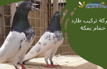 شركة تركيب طارد حمام بمكة